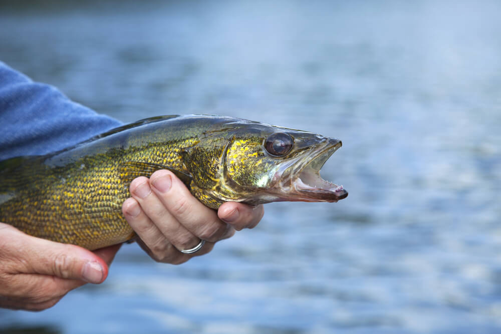 Fishing Opener Restrictions in Minnesota